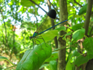 A colorful dragonfly on plant . Closeup of a dragonfly Odonata sitting on a leaf. Dragonfly blue, green and black color in the forest in nature. Portrait of a dragonfly. 