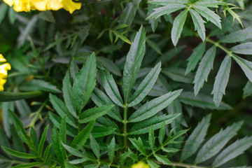 Green leaves of flowers on a dark background.