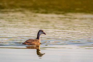 A lone duck swims in the summer on the lake.