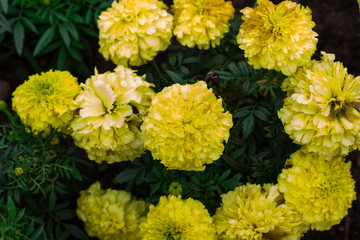Yellow flowers on a green background. Floral background. top view