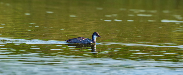 A lone duck swims in the summer on the lake.
