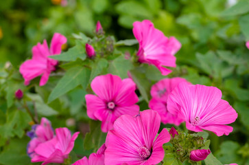 Pink flowers on a background of green leaves. top view