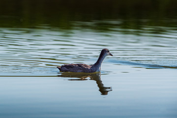 A lone duck swims in the summer on the lake.