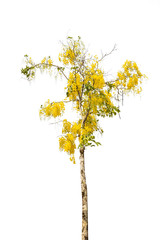 Golden Shower or Cassia Fistula isolated on white background,national tree of Thailand
