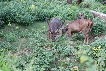 Bull elk grazing in a grassy field .Deer in the wild .Shiloh Ranch Regional California deer. The park includes oak woodlands, forests of mixed evergreens.