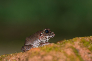 Burrowing Frog  Species Frog seen in night at Amboli,Sindhudurga,Maharashtra,india