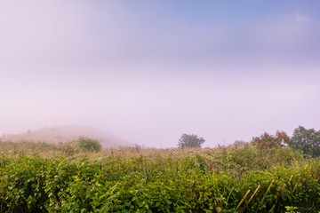 Nature landscape at the location Kio Mae Pan nature trail , Doi Inthanon national park Chom Thong District, Chiang Mai Province North of Thailand