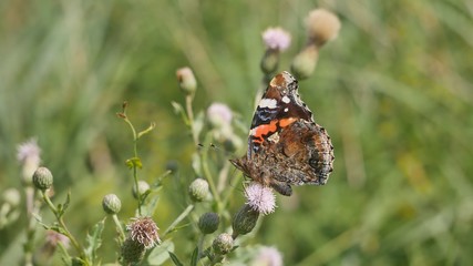 Admiral butterfly on a meadow flower.