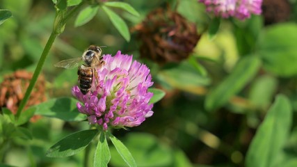 Bee on clover flower.
