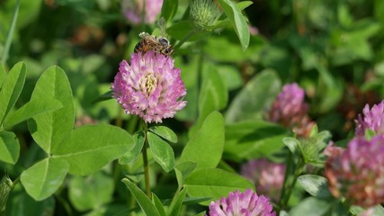 Fototapeta premium Bee on red clover flower.