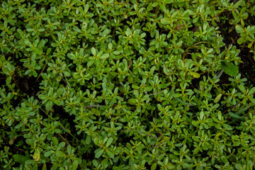 Patern with green plants. copy space, top view, flat lay, background with blank space for text