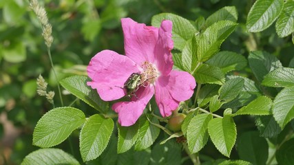  Beetle on a flower of wild rose.