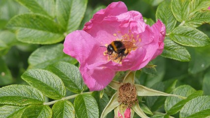 bumblebee eat nectar.
