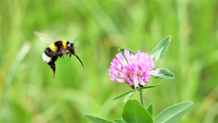 Bumblebee in flight