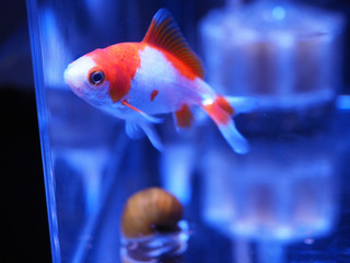 水槽の金魚