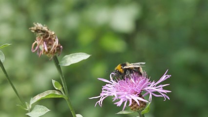  Bumblebee on a meadow cornflower.