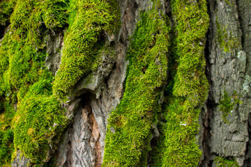 Background of tree bark and green moss.