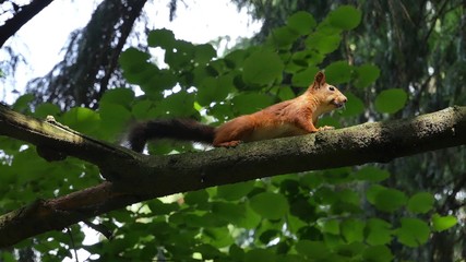 Squirrel runs on a branch.