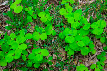 Background from a trefoil on the ground.