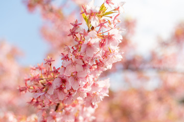 免々田川の河津桜