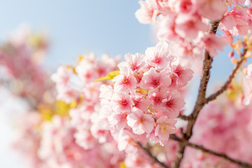 免々田川の河津桜