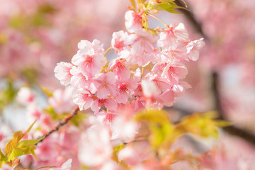 免々田川の河津桜