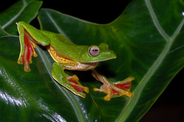 Malabar Gliding Frog or Rhacophorous Malabaricus seen in night at Amboli,Sindhudurga,Maharashtra,india