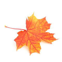 Naklejka na ściany i meble Colorful dry autumn maple leaf