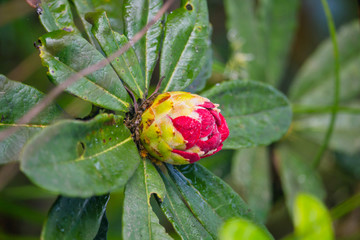 Red rose, also known as a thousand-year rose or name Rhododendron arboreum on Doi Inthanon , Location Chomthong District, Chiang Mai Province North of Thailand