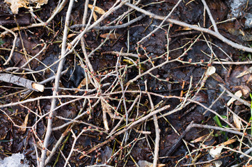 Background with ground and branches without leaves