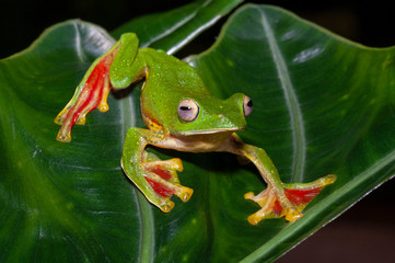 Malabar Gliding Frog or Rhacophorous Malabaricus seen in night at Amboli,Sindhudurga,Maharashtra,india