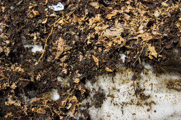 Background with spring dirty snow and leaves. Spring time. Melted earth and snow.