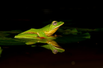 Malabar Gliding Frog or Rhacophorous Malabaricus seen in night at Amboli,Sindhudurga,Maharashtra,india