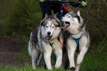 Chien de traîneau en course