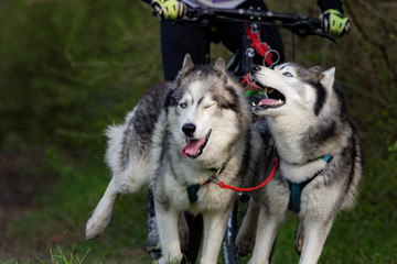 Chien de traîneau en course