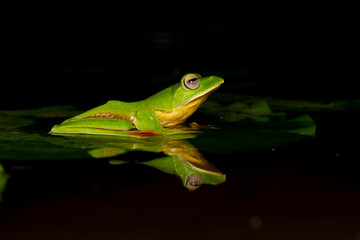 Malabar Gliding Frog or Rhacophorous Malabaricus seen in night at Amboli,Sindhudurga,Maharashtra,india