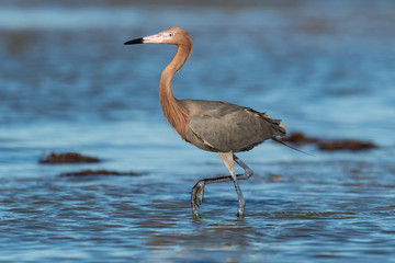 A Reddish Egret wading in the water.