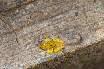 Tadpole of Malabar Gliding Frog or Rhacophorous Malabaricus seen in night at Amboli,Sindhudurga,Maharashtra,india