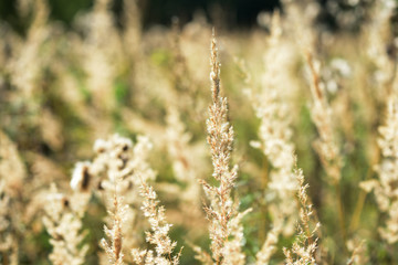 Dry grass in a meadow illuminated by the sun on an autumn day closeup