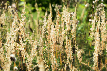 Dry grass in a meadow illuminated by the sun on an autumn day closeup