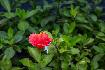 Pink Hibiscus rosa-sinensis flower with Yellow pollen, focus selective.