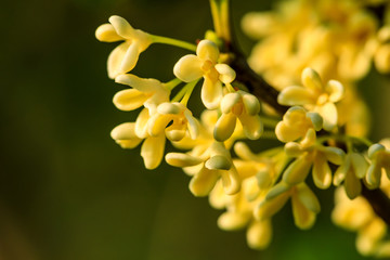 Obraz premium Yellow osmanthus blooming in the garden