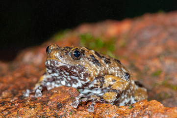 Amphibian,Amboli,Sindhudurga,Maharashtra,Habitat,India,Travel,Beautiful,Colorful,Vibrant,vivid,Monsoon,Nature,Natural,Wild,Wildlife,Mountains,Hills,Evening,Incredible,Young,Family,Famous,Popular,gatew