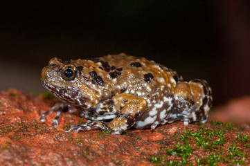 Amphibian,Amboli,Sindhudurga,Maharashtra,Habitat,India,Travel,Beautiful,Colorful,Vibrant,vivid,Monsoon,Nature,Natural,Wild,Wildlife,Mountains,Hills,Evening,Incredible,Young,Family,Famous,Popular,gatew