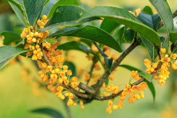 Yellow osmanthus blossoms on osmanthus tree in autumn season