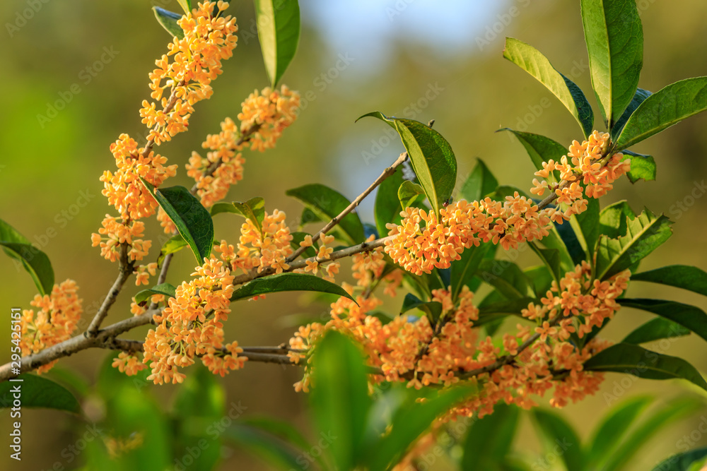 Wall mural yellow osmanthus blossoms on osmanthus tree in autumn season