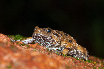 Amphibian,Amboli,Sindhudurga,Maharashtra,Habitat,India,Travel,Beautiful,Colorful,Vibrant,vivid,Monsoon,Nature,Natural,Wild,Wildlife,Mountains,Hills,Evening,Incredible,Young,Family,Famous,Popular,gatew