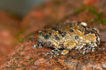Amphibian,Amboli,Sindhudurga,Maharashtra,Habitat,India,Travel,Beautiful,Colorful,Vibrant,vivid,Monsoon,Nature,Natural,Wild,Wildlife,Mountains,Hills,Evening,Incredible,Young,Family,Famous,Popular,gatew