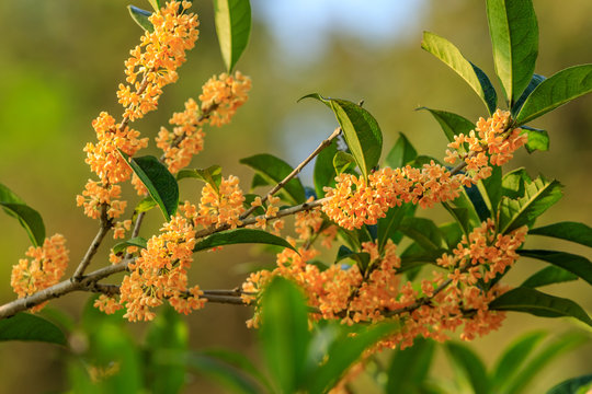 Yellow osmanthus blossoms on osmanthus tree in autumn season