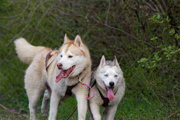 Chien de traîneau en course